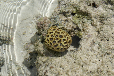 Randonnée Marée Basse Barrière Corail Amicale Bretons Mayotte 2016