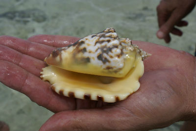 Randonnée Marée Basse Barrière Corail Amicale Bretons Mayotte 2016