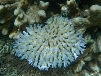 Randonnée Marée Basse Barrière Corail Amicale Bretons Mayotte 2016