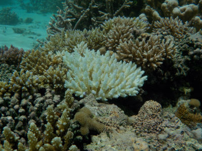 Randonnée Marée Basse Barrière Corail Amicale Bretons Mayotte 2016