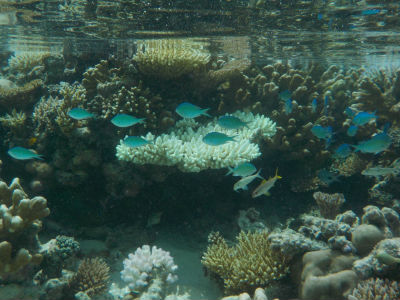 Randonnée Marée Basse Barrière Corail Amicale Bretons Mayotte 2016