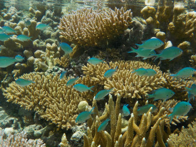 Randonnée Marée Basse Barrière Corail Amicale Bretons Mayotte 2016