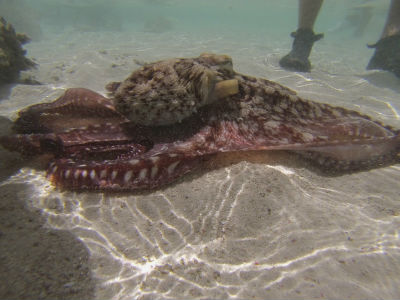 Randonnée Marée Basse Barrière Corail Amicale Bretons Mayotte 2016