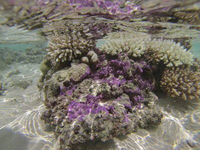 Randonnée Marée Basse Barrière Corail Amicale Bretons Mayotte 2016