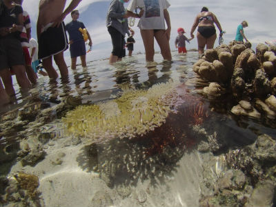 Randonnée Marée Basse Barrière Corail Amicale Bretons Mayotte 2016