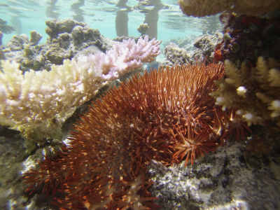 Randonnée Marée Basse Barrière Corail Amicale Bretons Mayotte 2016