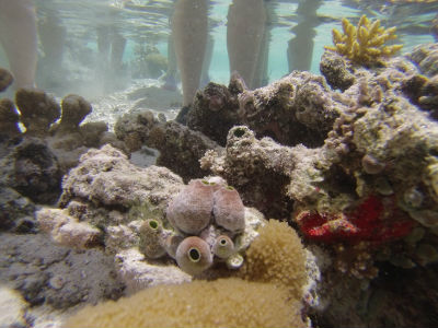Randonnée Marée Basse Barrière Corail Amicale Bretons Mayotte 2016