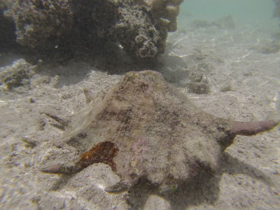 Randonnée Marée Basse Barrière Corail Amicale Bretons Mayotte 2016