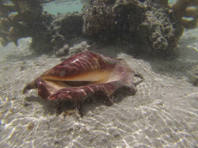 Randonnée Marée Basse Barrière Corail Amicale Bretons Mayotte 2016