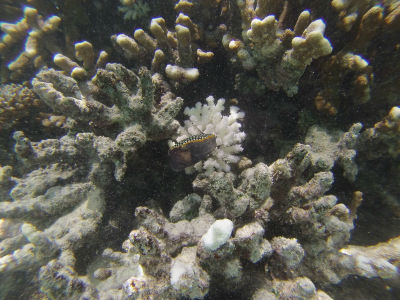 Randonnée Marée Basse Barrière Corail Amicale Bretons Mayotte 2016