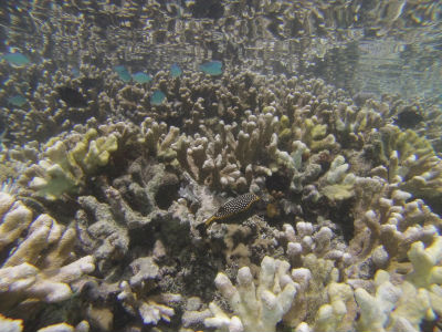 Randonnée Marée Basse Barrière Corail Amicale Bretons Mayotte 2016