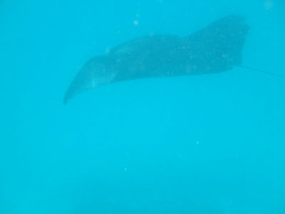 Randonnée Marée Basse Barrière Corail Amicale Bretons Mayotte 2016