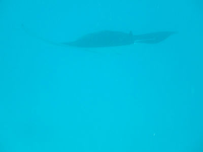 Randonnée Marée Basse Barrière Corail Amicale Bretons Mayotte 2016