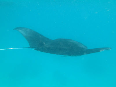 Randonnée Marée Basse Barrière Corail Amicale Bretons Mayotte 2016