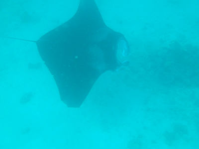 Randonnée Marée Basse Barrière Corail Amicale Bretons Mayotte 2016
