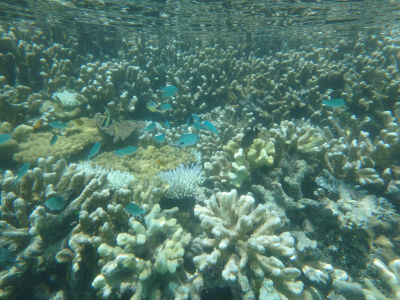 Randonnée Marée Basse Barrière Corail Amicale Bretons Mayotte 2016