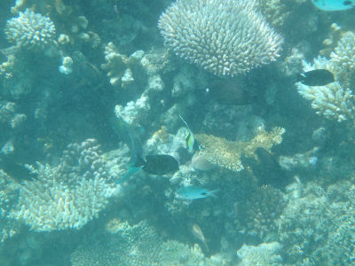 Randonnée Marée Basse Barrière Corail Amicale Bretons Mayotte 2016