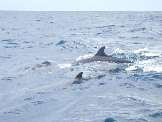 Sortie mer Amicale Bretons Mayotte 20 mai 2012