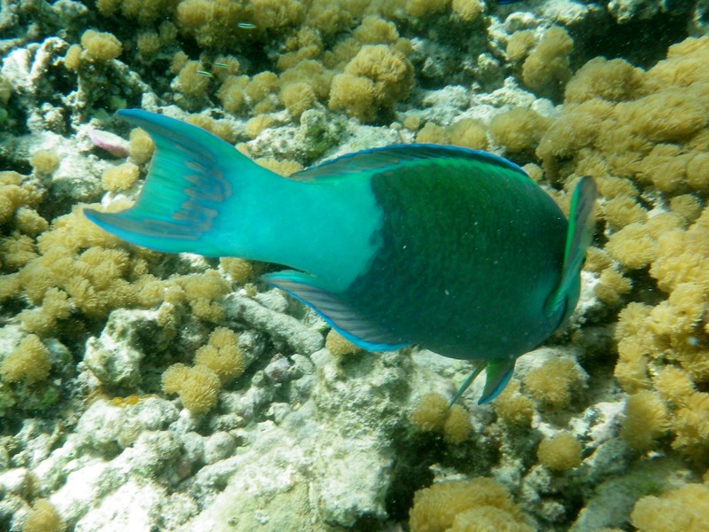 Sortie mer Amicale Bretons Mayotte 2013